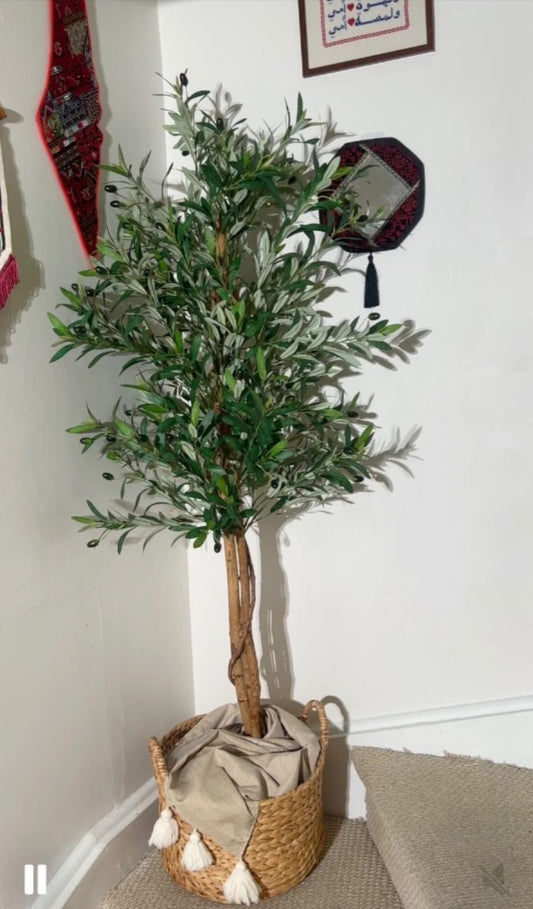 Olive Tree 180cm