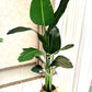 Artificial Potted strilitzia Tree Banana without basket or pot