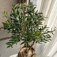 Evergreen Olive Tree Indoor Decoration 110 cm without pot