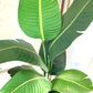 Artificial Potted strilitzia Tree Banana without basket or pot