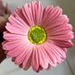 Daisy Artificial Flowers