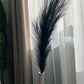 Black fluffy Pampas Sticks