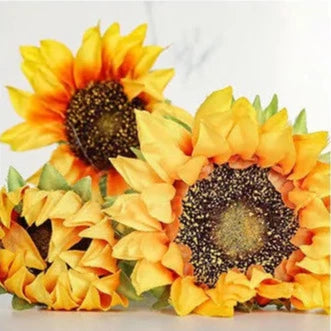 Sunflower With 3 Heads