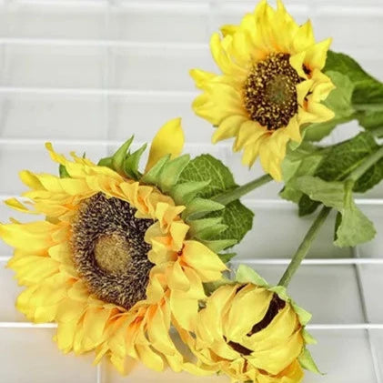 Sunflower With 3 Heads