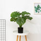 Plastic potted monstera leaf monstera tree plant